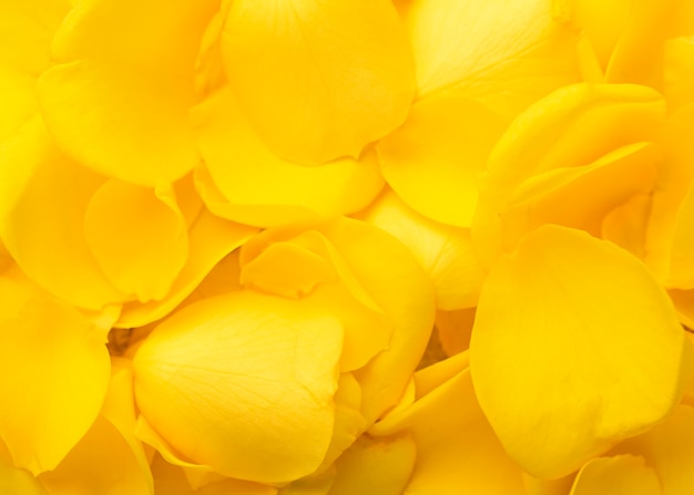 Vista superior de hermosas flores de color amarillo