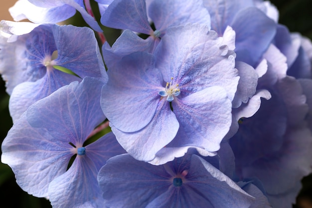 Vista superior de hermosas flores de color azul