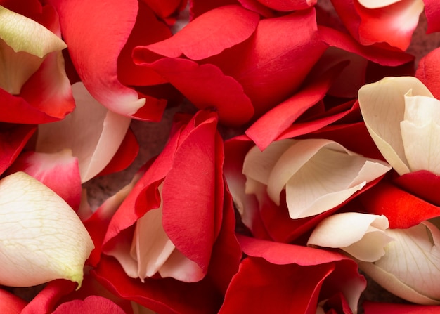 Vista superior de hermosas flores de color rojo