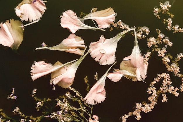 Foto gratuita vista superior hermosas flores rosadas en aguas negras