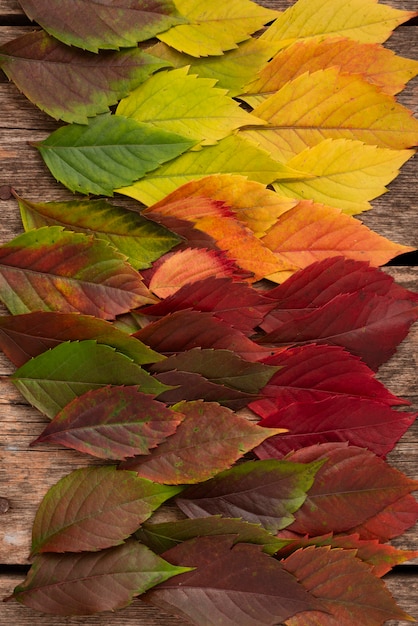 Vista superior de hermosas hojas de otoño coloreadas