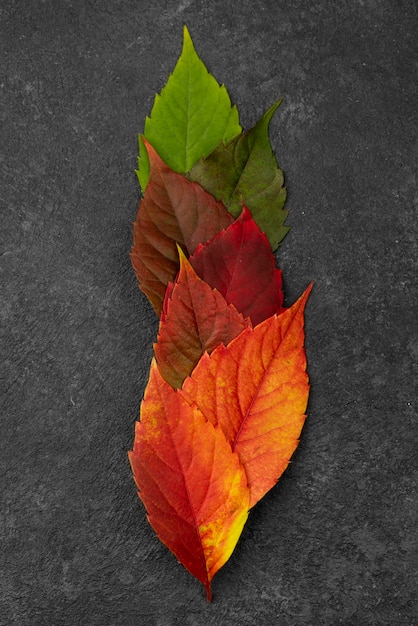 Foto gratuita vista superior de hermosas hojas de otoño