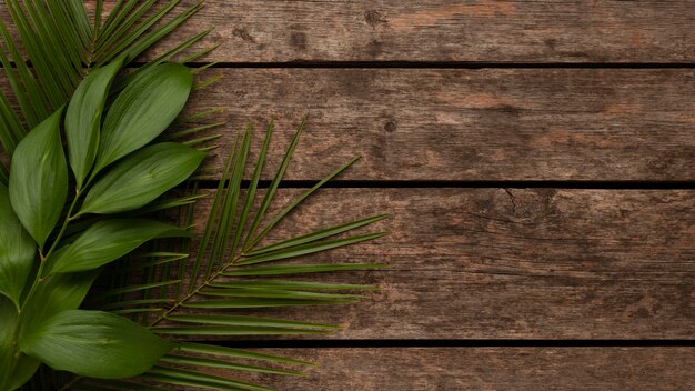 Vista superior de hermosas hojas de plantas con espacio de copia