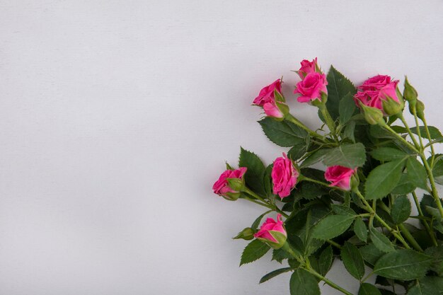 Vista superior de hermosas rosas rosadas con hojas sobre un fondo blanco con espacio de copia