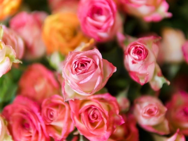 Vista superior de hermosas rosas rosadas