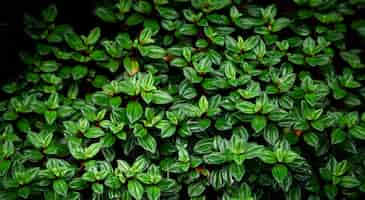 Foto gratuita vista superior hermoso fondo de hojas verdes