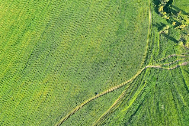 Vista superior de hierba verde, fondo de campo de naturaleza abstracta