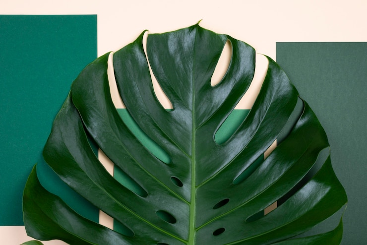 Foto gratuito vista superior de la hoja de monstera gigante