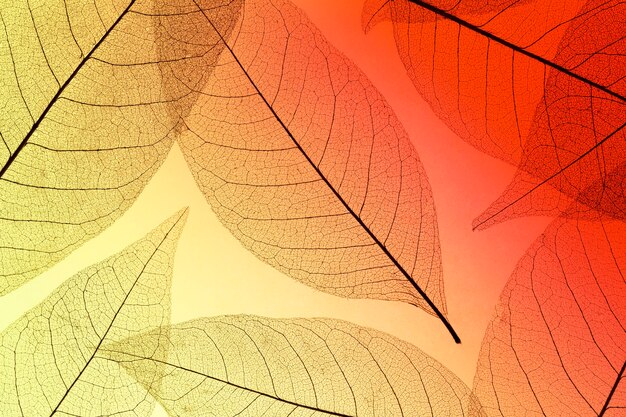 Vista superior de hojas de colores con textura transparente