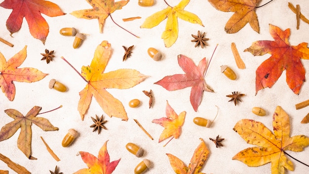 Vista superior de hojas de otoño con bellotas