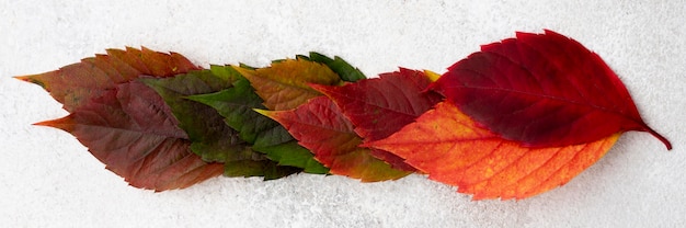 Vista superior de hojas de otoño coloreadas