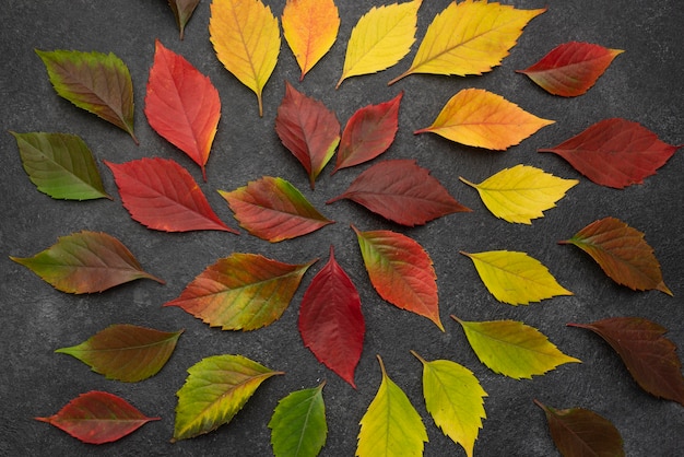 Vista superior de hojas de otoño concéntricas