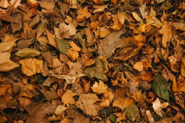 Vista superior de hojas de otoño
