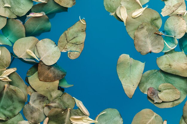 Vista superior de hojas y pétalos en agua azul