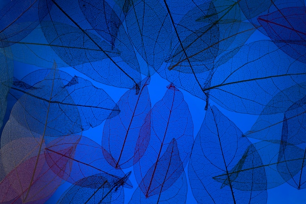 Vista superior de hojas transparentes con luz azul.