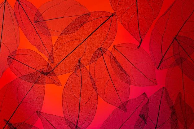 Vista superior de hojas transparentes con luz roja.