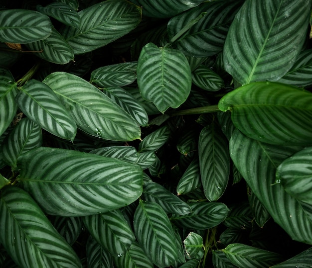 Vista superior de hojas tropicales