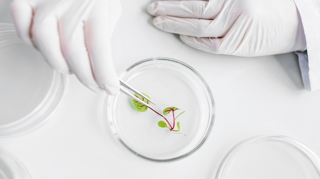 Vista superior del investigador en el laboratorio de biotecnología con placa de Petri