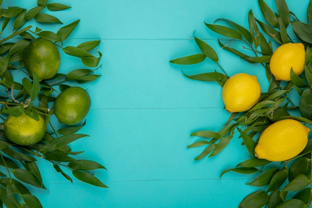 Vista superior de limones amarillos y verdes frescos con hojas en azul con espacio de copia