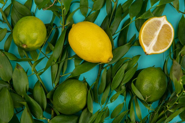 Vista superior de limones amarillos y verdes frescos con hojas en azul