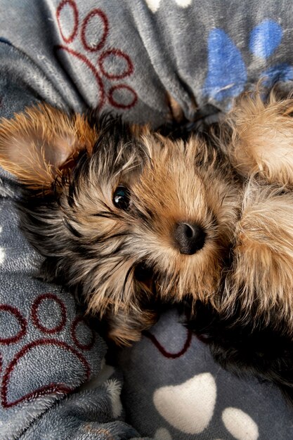 Vista superior del lindo cachorro de yorkshire terrier descansando en su cama