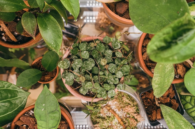 Vista superior de macetas con varias plantas de hoya manchadas dentro de una caja de cultivo