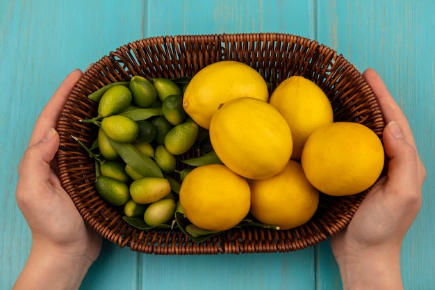 Vista superior de manos femeninas sosteniendo un balde de frutas cítricas como kinkans y limones en una pared de madera azul