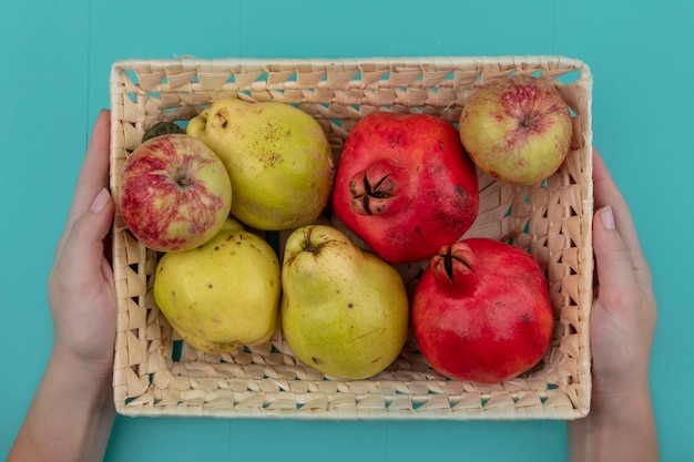 Foto gratuita vista superior de manos femeninas sosteniendo un balde con frutas frescas como manzanas, granadas y membrillos sobre un fondo azul.