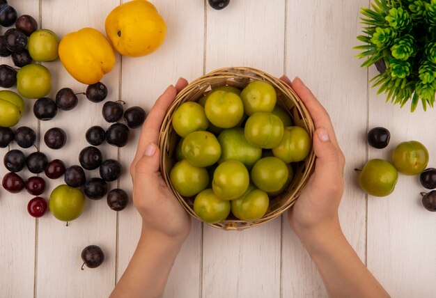 Vista superior de manos femeninas sosteniendo un cubo con ciruelas cereza verde con cerezas rojas aisladas sobre un fondo blanco de madera