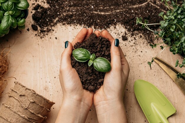 Vista superior de manos femeninas sosteniendo suelo y planta