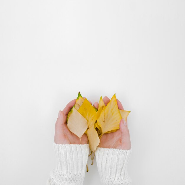 Vista superior manos sosteniendo hojas de otoño