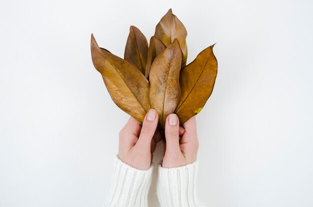 Vista superior manos sosteniendo hojas de otoño