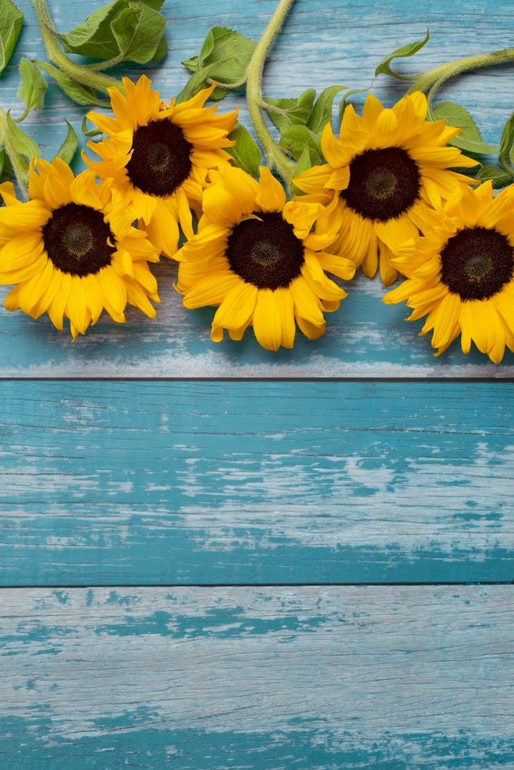 Foto gratuito vista superior del marco de girasoles con espacio de copia