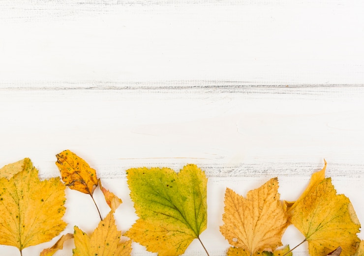 Foto gratuito vista superior minimalista hojas de otoño con espacio de copia