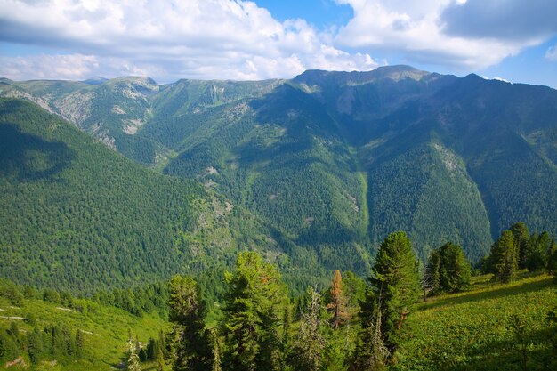 Vista superior de las montañas del bosque