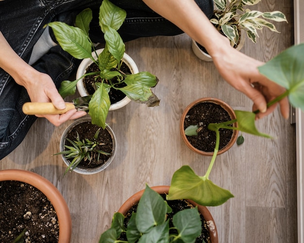 Vista superior de la mujer plantando plantas de interior