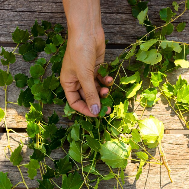 Vista superior mujer sosteniendo una planta