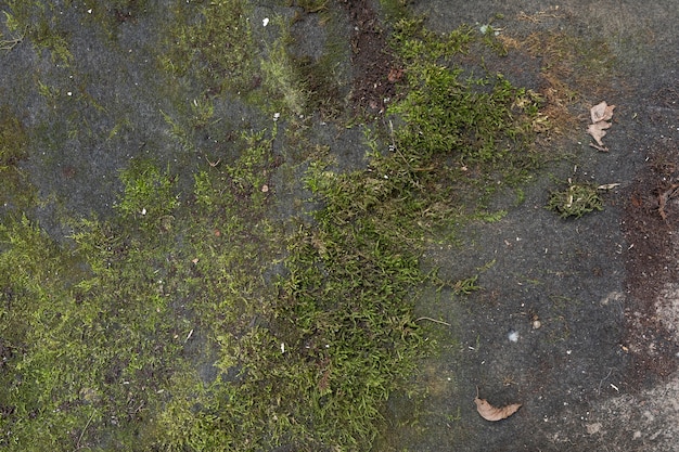 Vista superior de musgo en el suelo