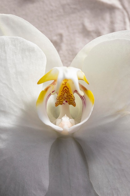Vista superior de la orquídea blanca floreció