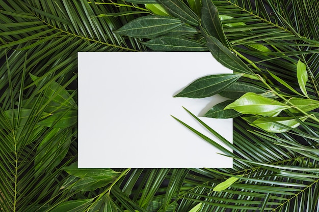 Vista superior de la página en blanco en blanco sobre hojas verdes