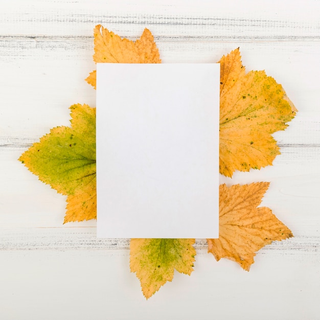 Foto gratuita vista superior de papel en blanco sobre hojas con maqueta