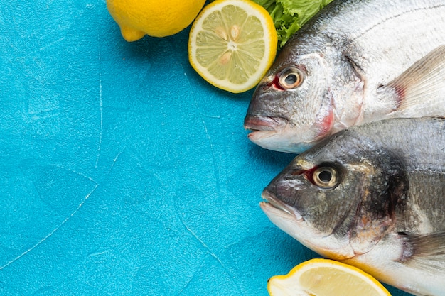 Foto gratuita vista superior de peces sobre fondo azul.