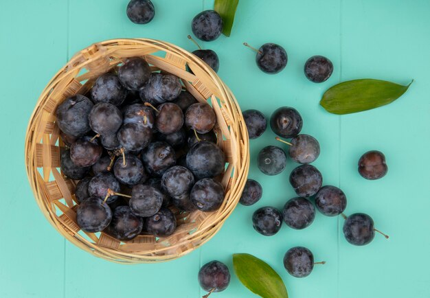 Vista superior de la pequeña endrinas de fruta astringente globosas oscuras en un cubo sobre un fondo azul