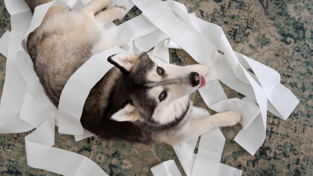 Foto gratuita vista superior perro haciendo un lío con papel higiénico