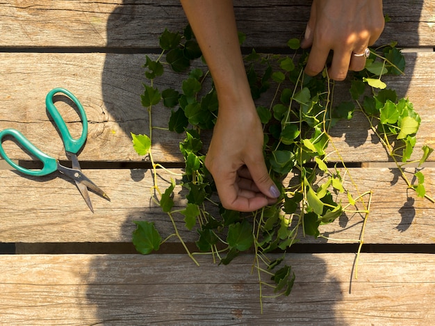 Foto gratuita vista superior persona cuidando plantas