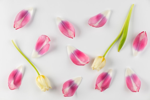 Foto gratuita vista superior de pétalos de flores