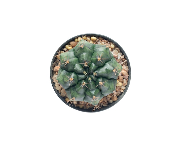 Vista superior de la planta de cactus Gymnocalycium en una olla con trazado de recorte aislado sobre fondo blanco