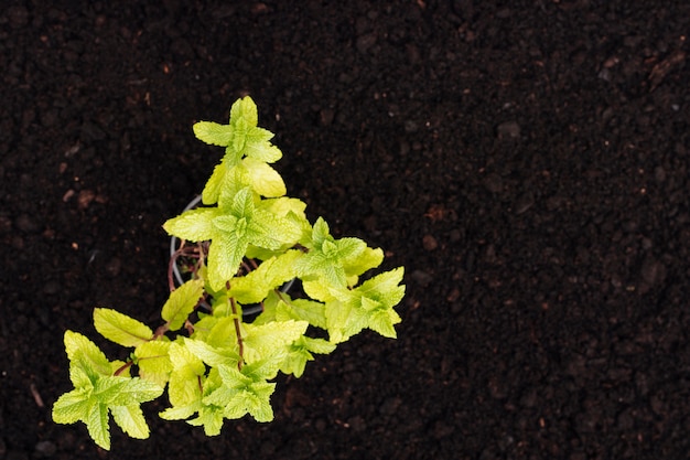 Foto gratuita vista superior planta de menta en el suelo