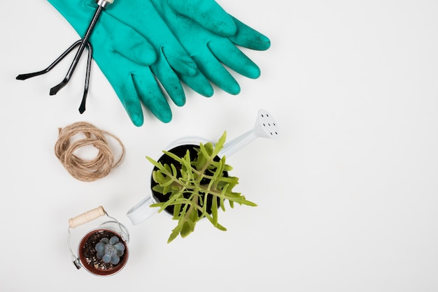 Foto gratuita vista superior de la planta en regadera y guantes