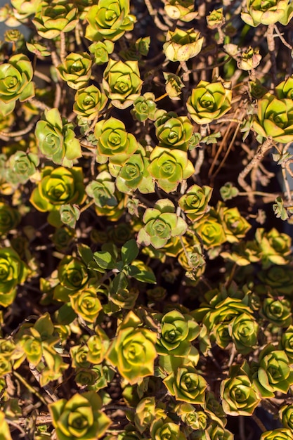 Foto gratuita vista superior planta verde en el suelo